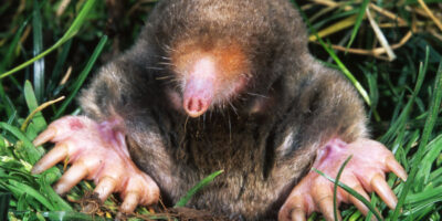 eastern mole