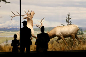 people looking at taxidermy