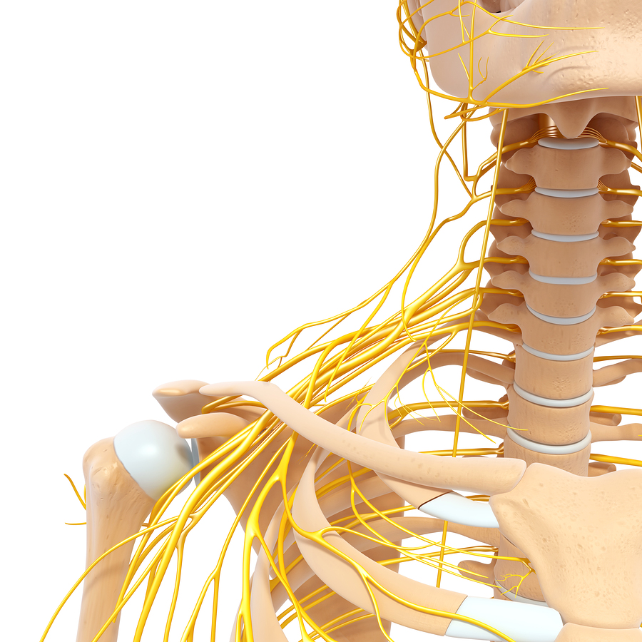 cervical nerves