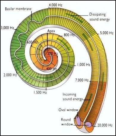 fibonacci ear plan