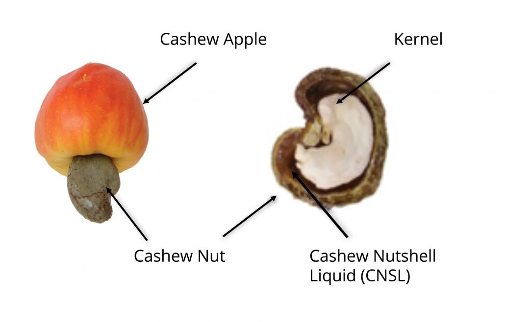 cashew nut shell liquid