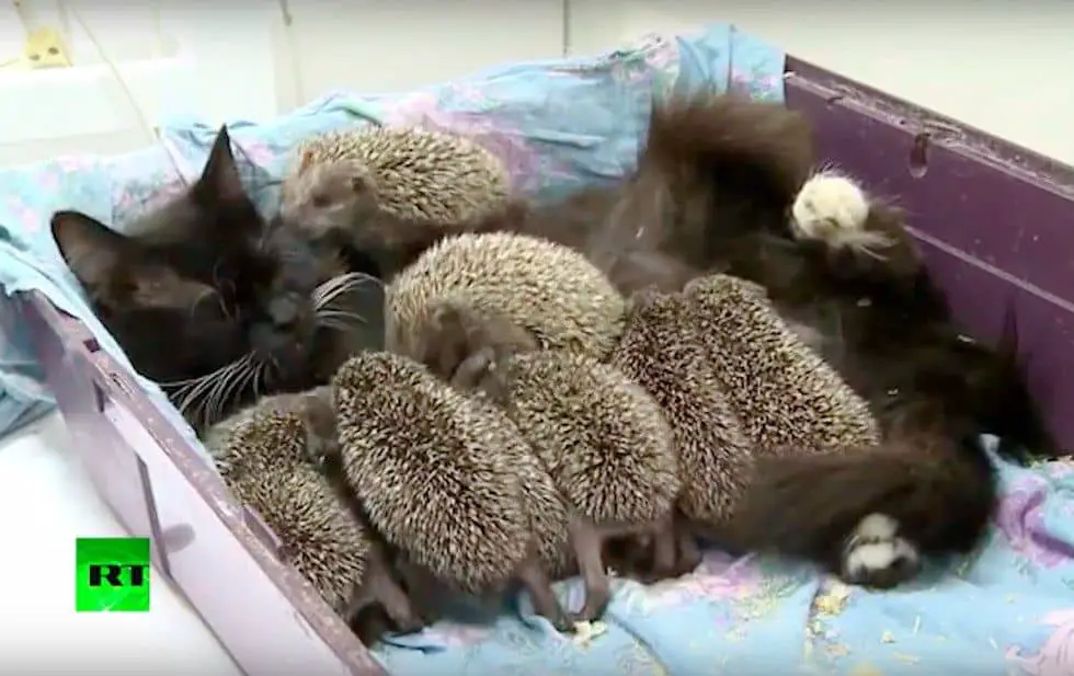 Cat Becomes Foster Mom To 8 Orphaned Baby Hedgehogs And It S So Cute You Ll Squeal