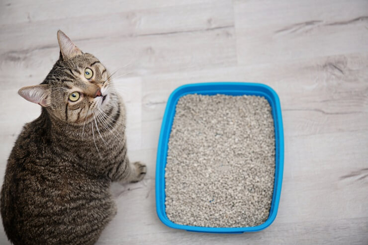 Cat stool chart litter box