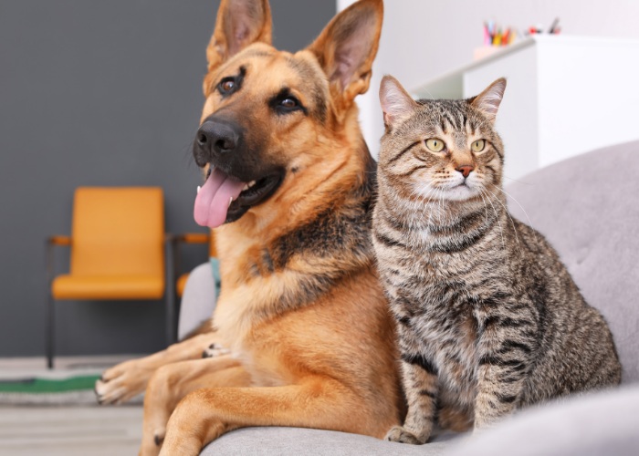 A cat and a dog peacefully coexisting on a couch, displaying harmonious interspecies companionship and relaxation.