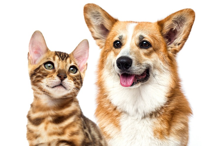 A corgi and a kitten interacting playfully, exemplifying adorable cross-species friendship and joyful companionship.