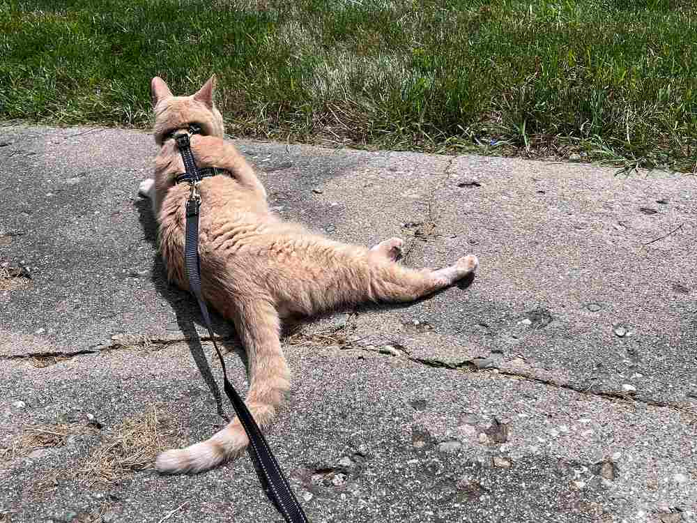 BEAUTYZOO Cat Harness and Leash