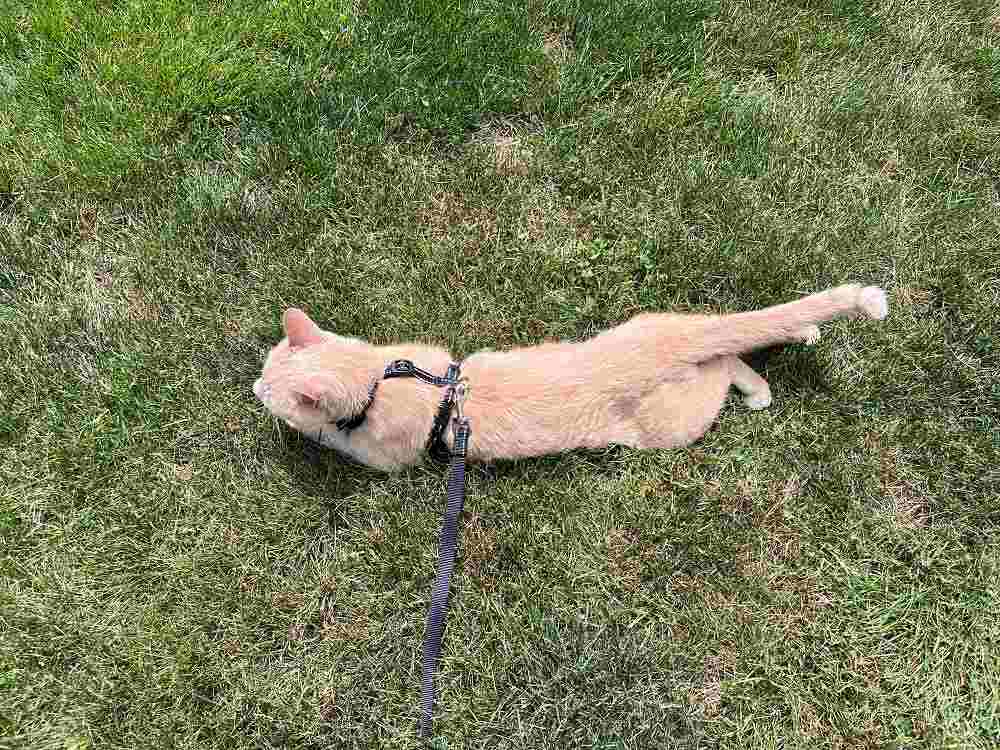 BEAUTYZOO Cat Harness and Leash