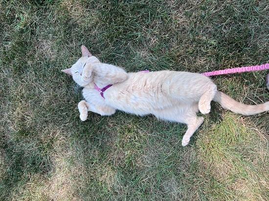 Best Cat Harnesses Come with Me Kitty harness