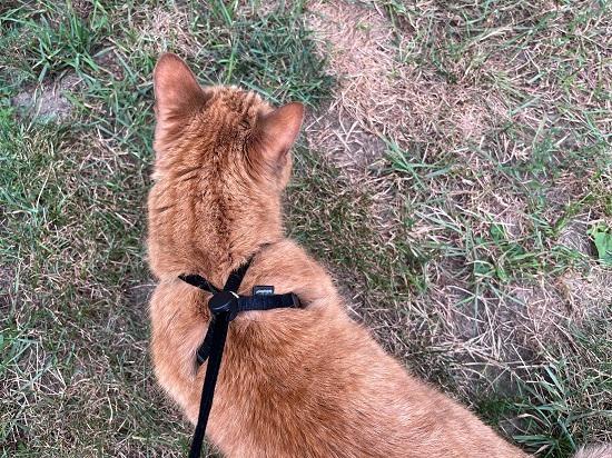 Best Cat Harnesses Houdini escape-resistant harness