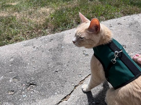 Best Cat Harnesses Kitty Holster harness