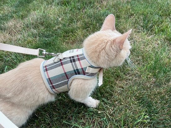 Best Cat Harnesses Pupteck soft mesh cat vest harness