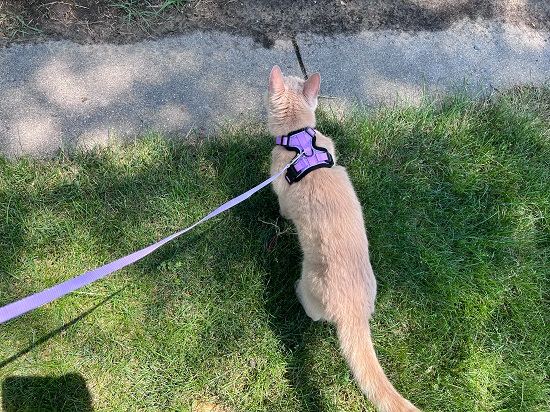 Best Cat Harnesses Rabbitgoo Cat Harness and Leash