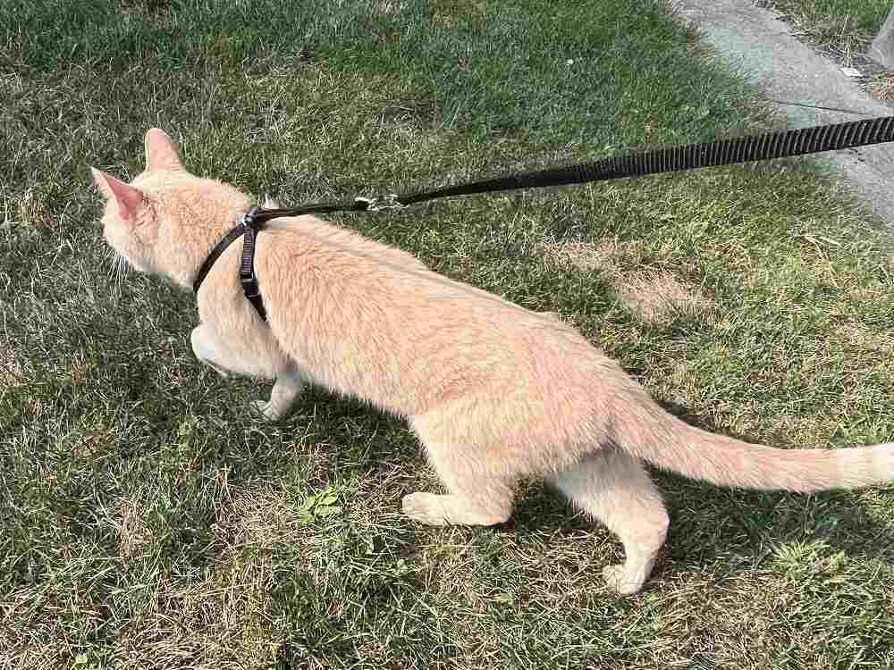 Houdini Escape Resistant Cat Harness and Leash