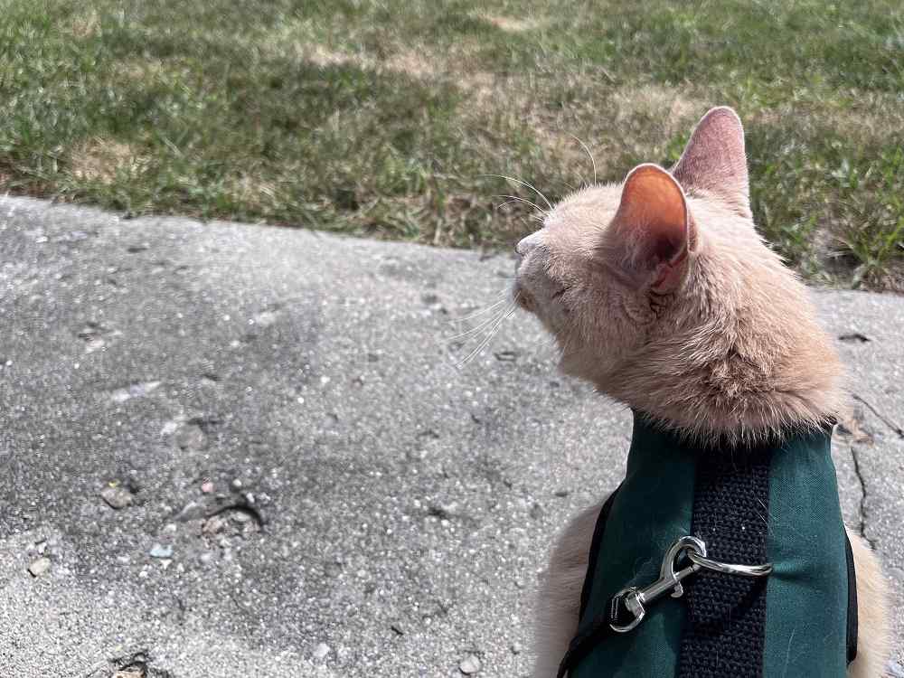 Kitty Holster Cat Harness