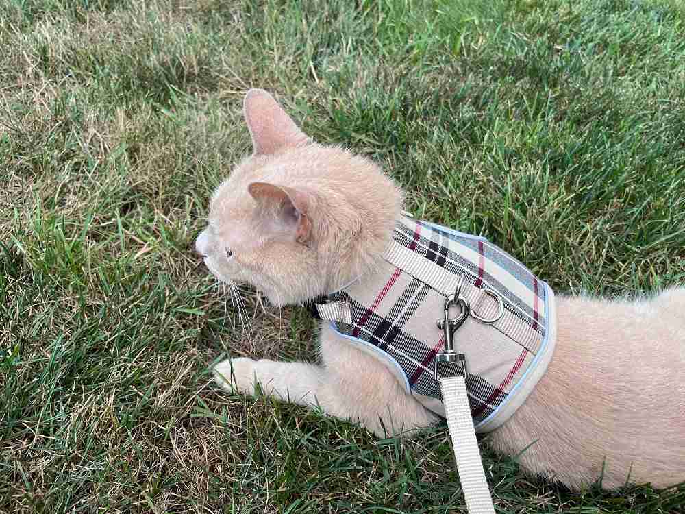 PUPTECK Soft Mesh Cat Vest Harness