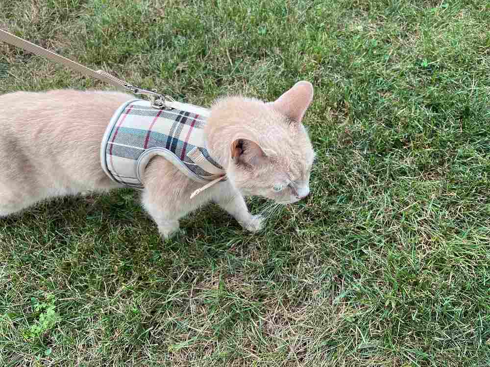 PUPTECK Soft Mesh Cat Vest Harness