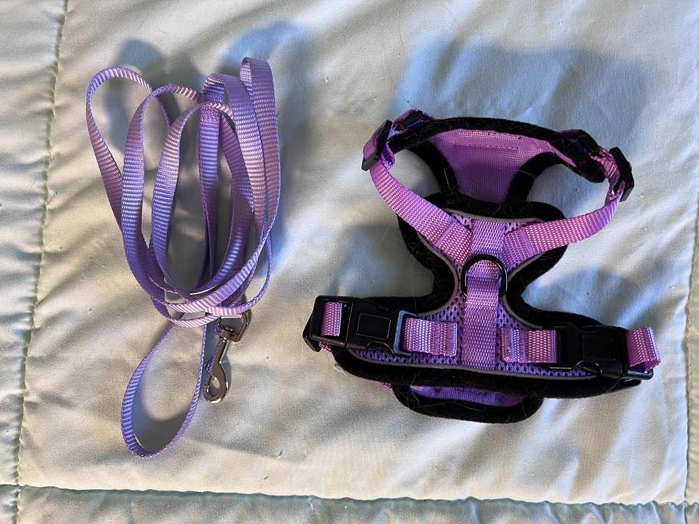 Rabbitgoo Cat Harness and Leash.