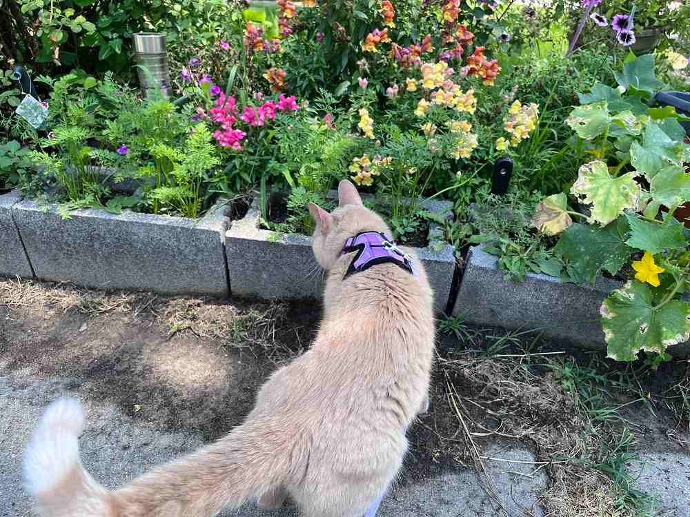 Rabbitgoo Cat Harness and Leash.