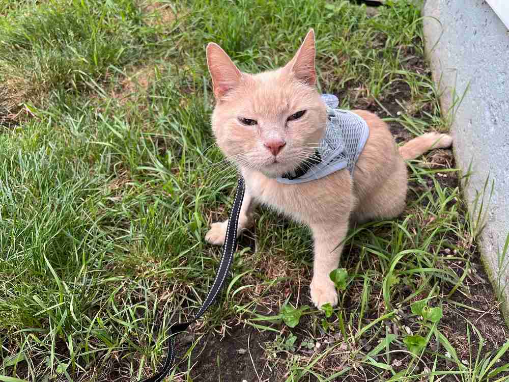 Sleepypod Cat Harness