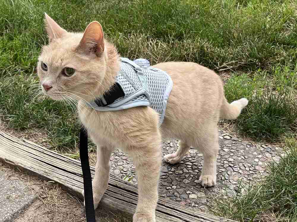 Sleepypod Cat Harness