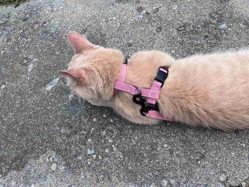 Voyager Step-In Adjustable Cat Harness and Leash