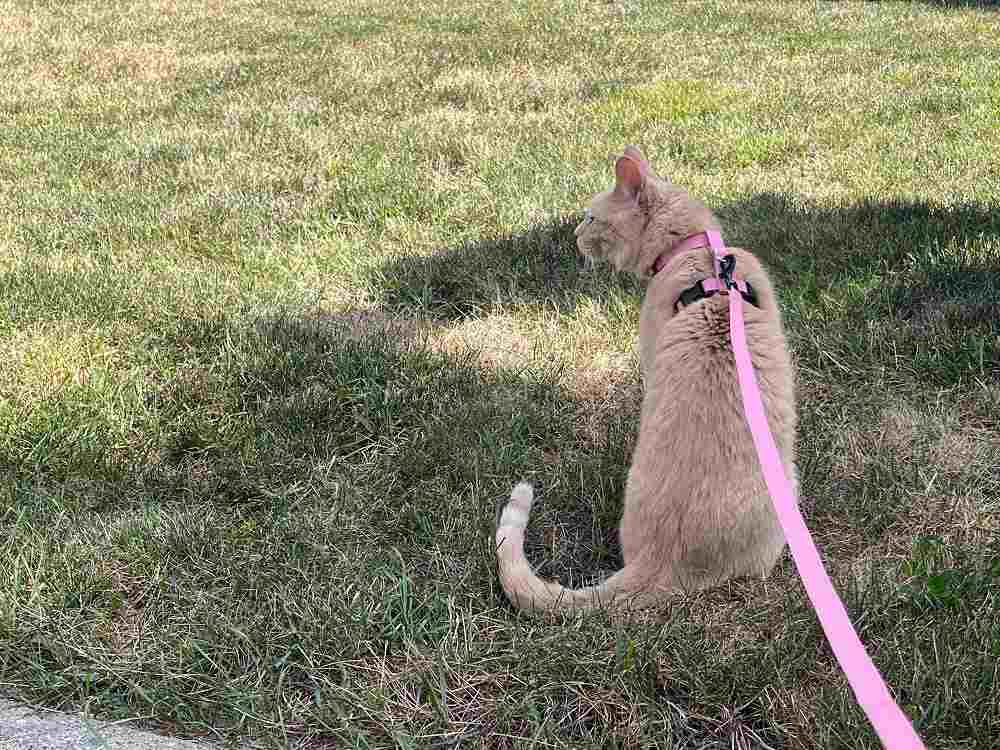 Voyager Step-In Adjustable Cat Harness and Leash