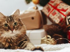 Adorable tabby cat sitting at wrapped gift boxes