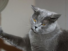 cute british cat giving high five