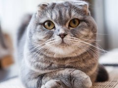 Scottish fold cat