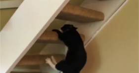 cute creatures climb like pros cats kitty