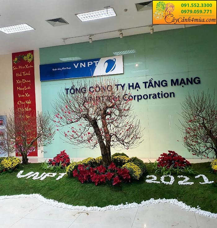 Trang trí tiểu cảnh ngày tết tại văn phòng VNPT