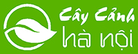 Cây cảnh Hà Nội