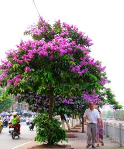 Cây bằng lăng