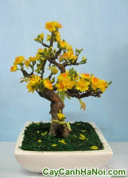 Cây Mai Bonsai Để Bàn