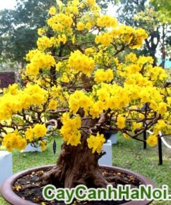 Cây Mai Bonsai Để Bàn