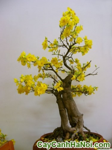 Cây Mai Bonsai Để Bàn