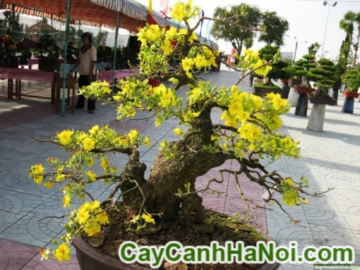 Cây Mai Bonsai Để Bàn