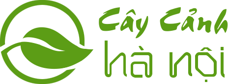 Logo Công ty Cây cảnh Hà Nội