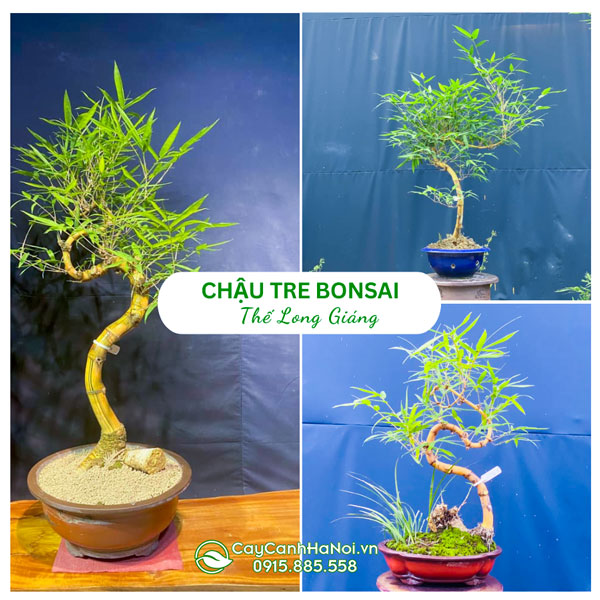 Chậu tre bonsai thế long giáng