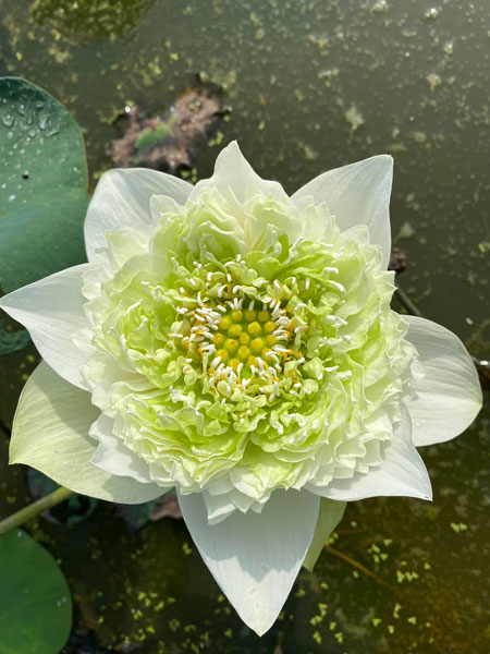 Hoa sen White Peony