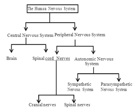 Control And Coordination Class 7 Science Notes and Questions