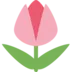 Tulip