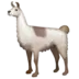 Lama