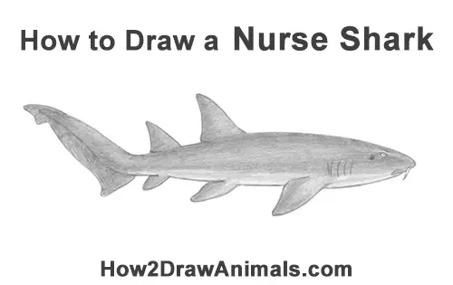 How to Draw a Nurse Shark