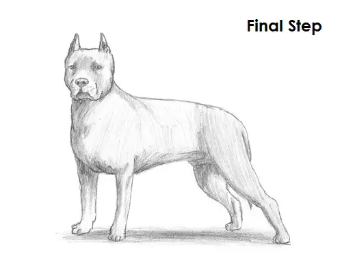 Draw Pit Bull Final