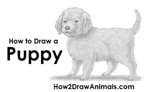 Draw a Puppy Dog