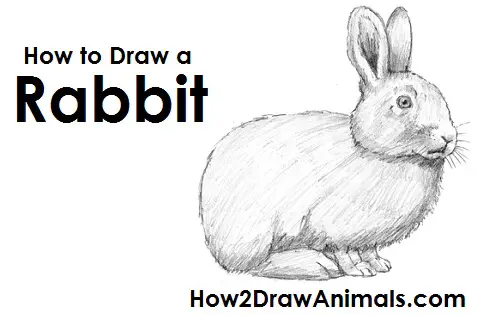 How to Draw a Bunny Rabbit