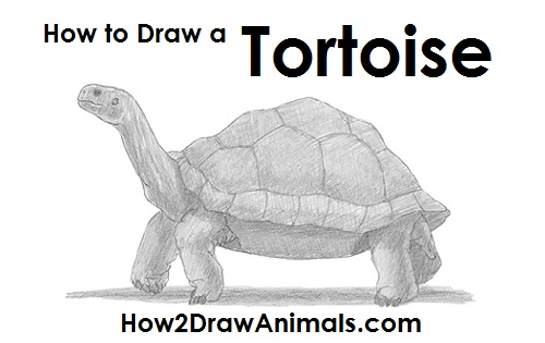 How to Draw a Tortoise