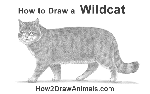 How to Draw a European Wildcat Cat Side View