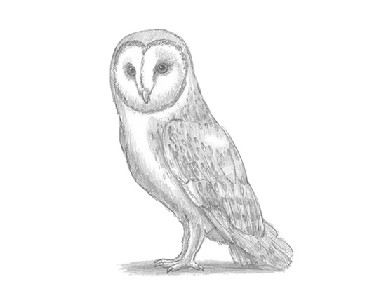 How to Draw a Barn Owl Side